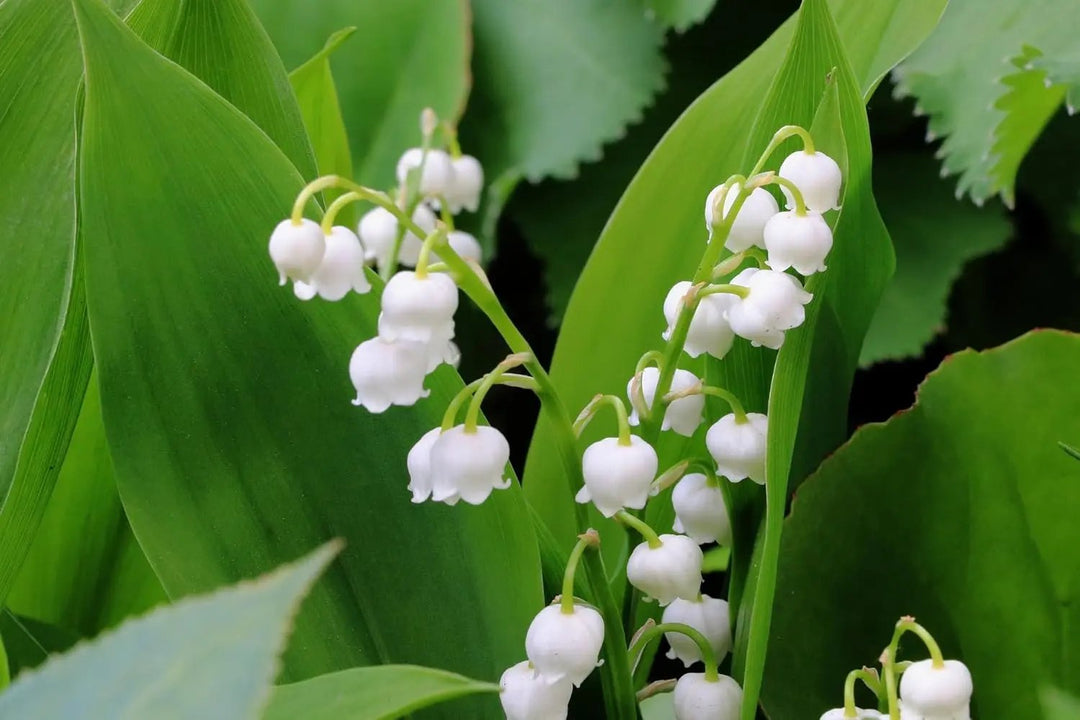 white lily flower seeds