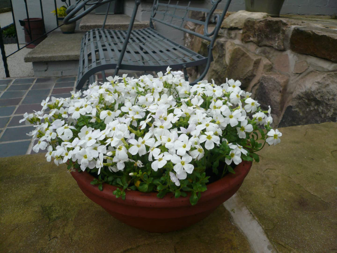 Aubrieta Cultorum Blomsterfrø til udplantning - Hvide 100 stk