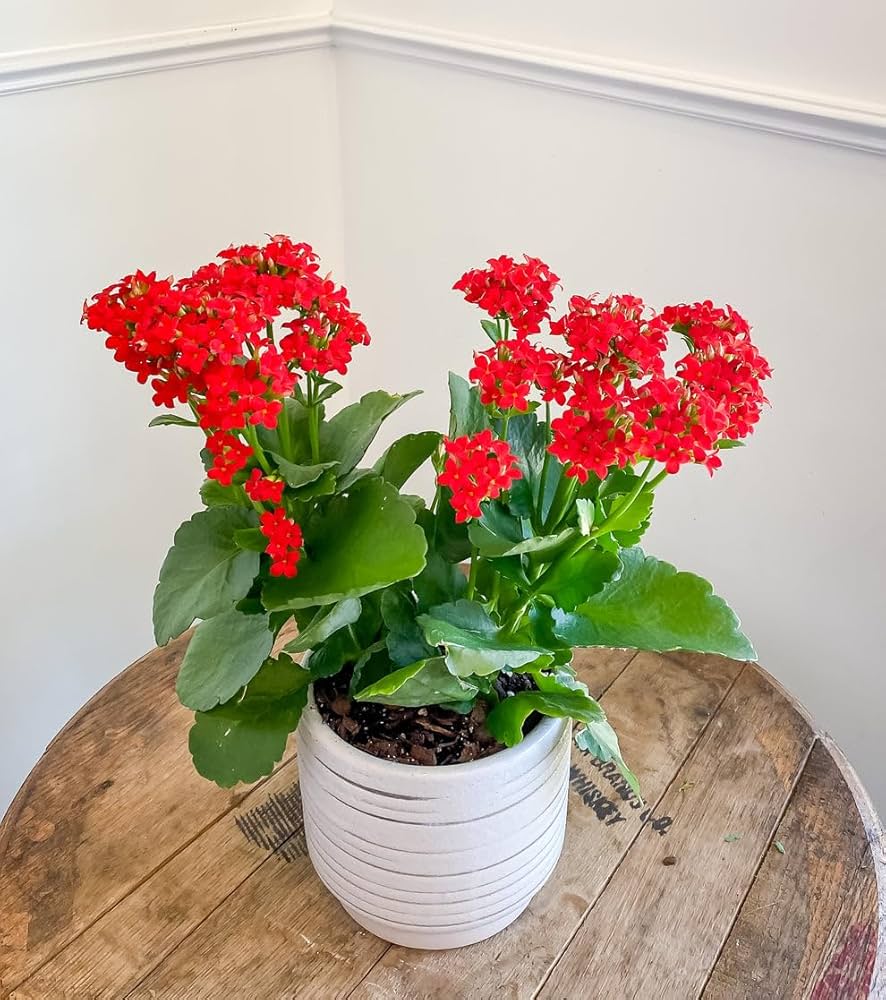 red longevity flower seeds