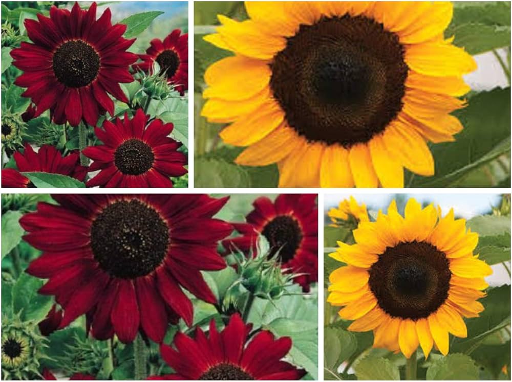 Mixed Sunflower Flower Seeds for Planting 100 pcs