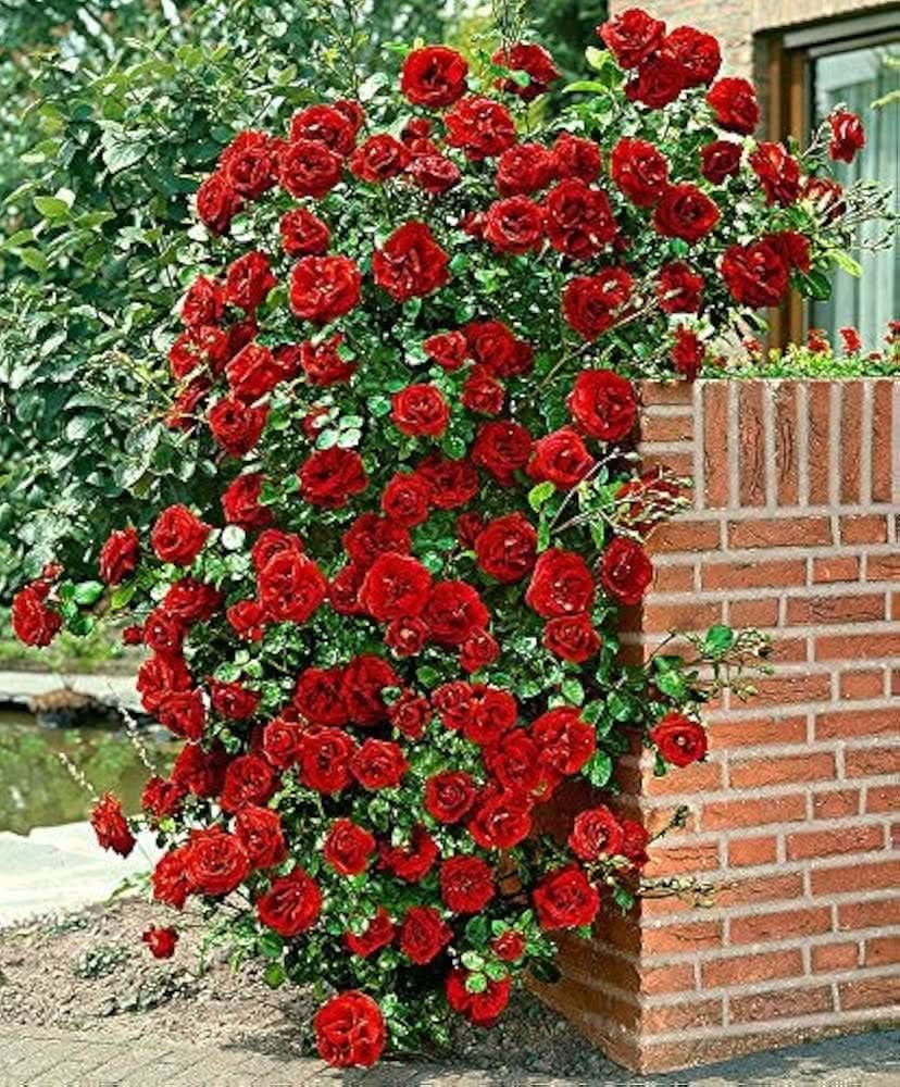 rose tree flower seeds