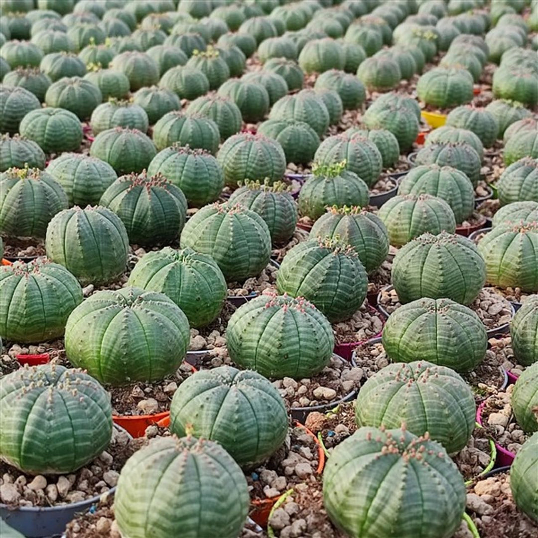 heirloom euphorbia flower seeds