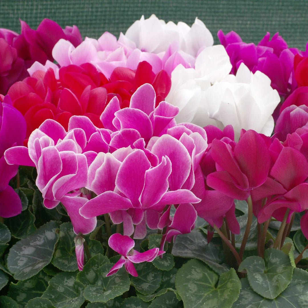 cyclamen flower flower seeds