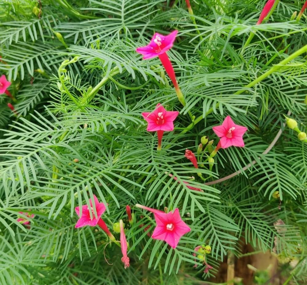 Pink Vinca Art Cypresfrø eller Creeper-blomsterfrø til plantning - 100 stk.