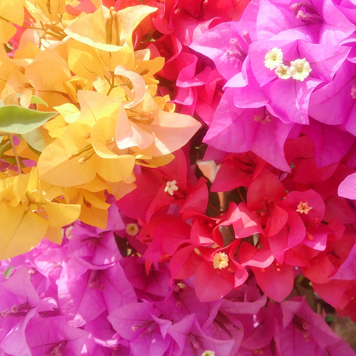 Mixed Colors Bougainvillea Flower Seeds for Planting,Perennial Heirloom Non-GMO