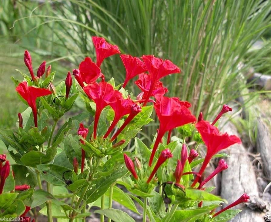 red four flower seeds