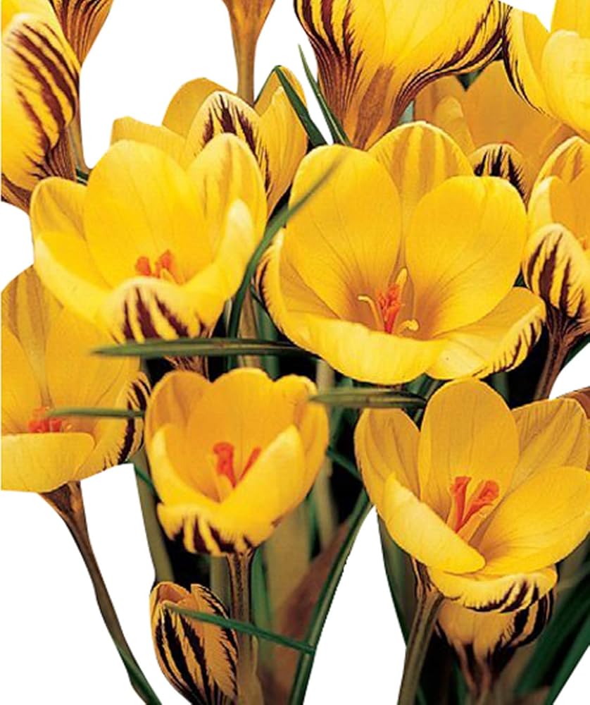 Yellow Crocus Flower Seeds for Planting - 100 pcs