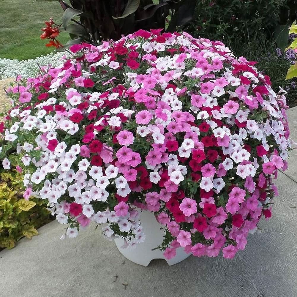 petunia shock flower seeds