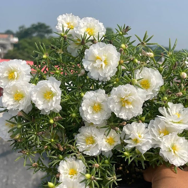 Hvide Portulaca blomsterfrø til plantning - 100 stk