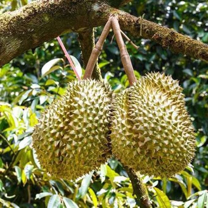 Durian Monthong Seeds – Premium Tropical Fruit Seeds for Garden Planting