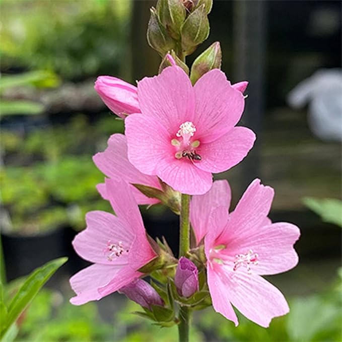 Organic Heirloom Pink Checkerbloom Flower Seeds for Planting – Non-GMO Colorful Garden Blooms
