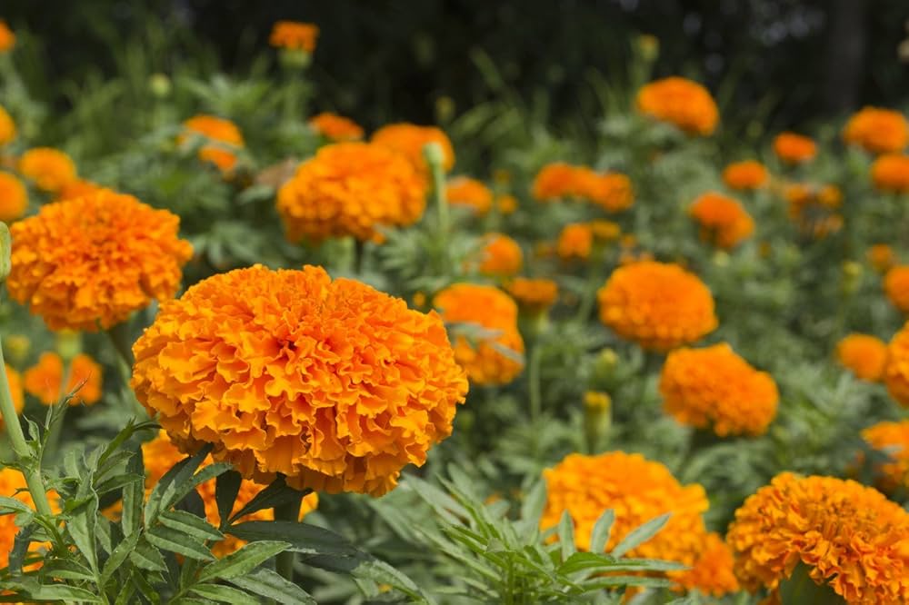 orange marigold flower seeds
