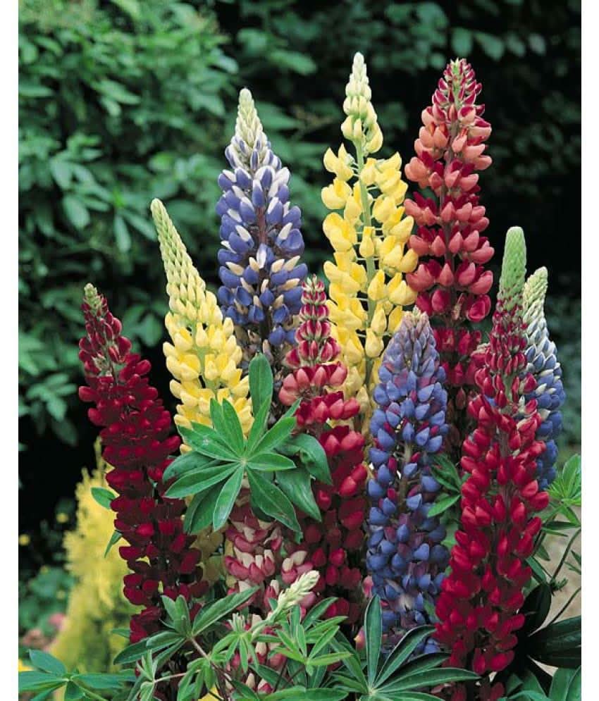 washington lupine flower seeds