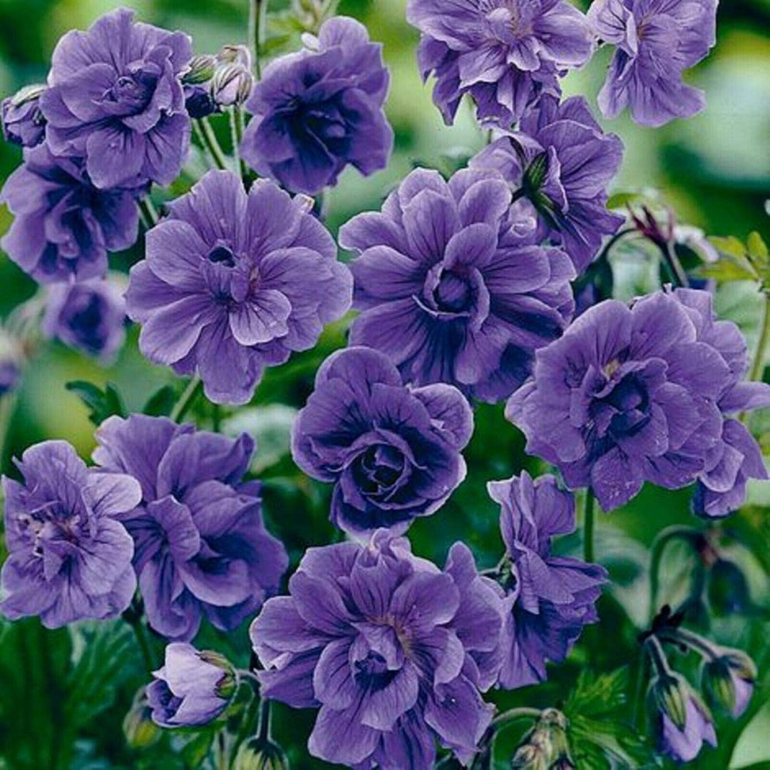 blue geranium seeds Thick Blue Geranium Flower Seeds for Planting – Heirloom, Non-GMO, High Germination Organic Garden Seeds