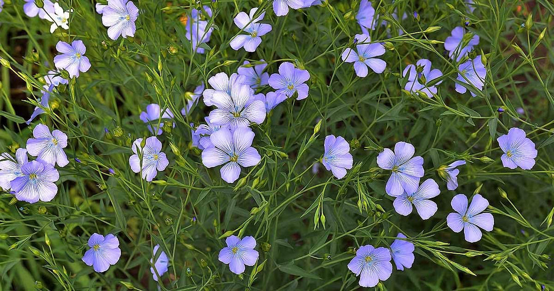 flax flower seeds Flax Flower Seeds – Heirloom Non-GMO – Neeraseeds