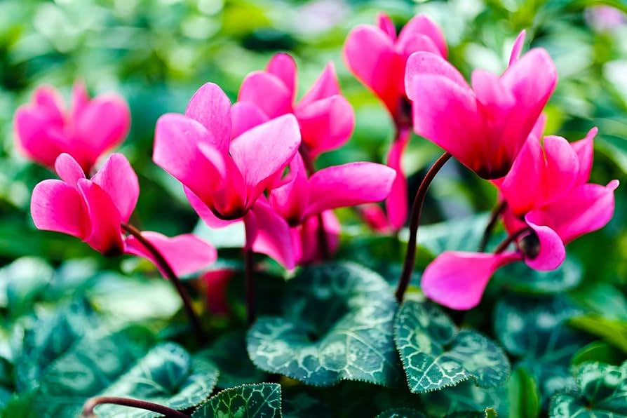 Mørkelyserøde Cyclamen blomsterfrø til plantning - 100 stk