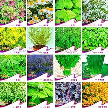 Flower Seeds, Seeds for Planting, Plant Seeds