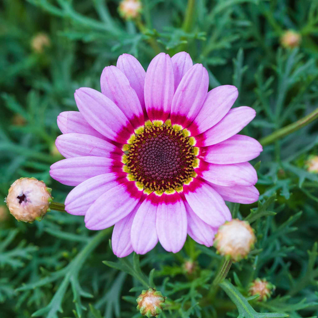 painted daisy flower seeds