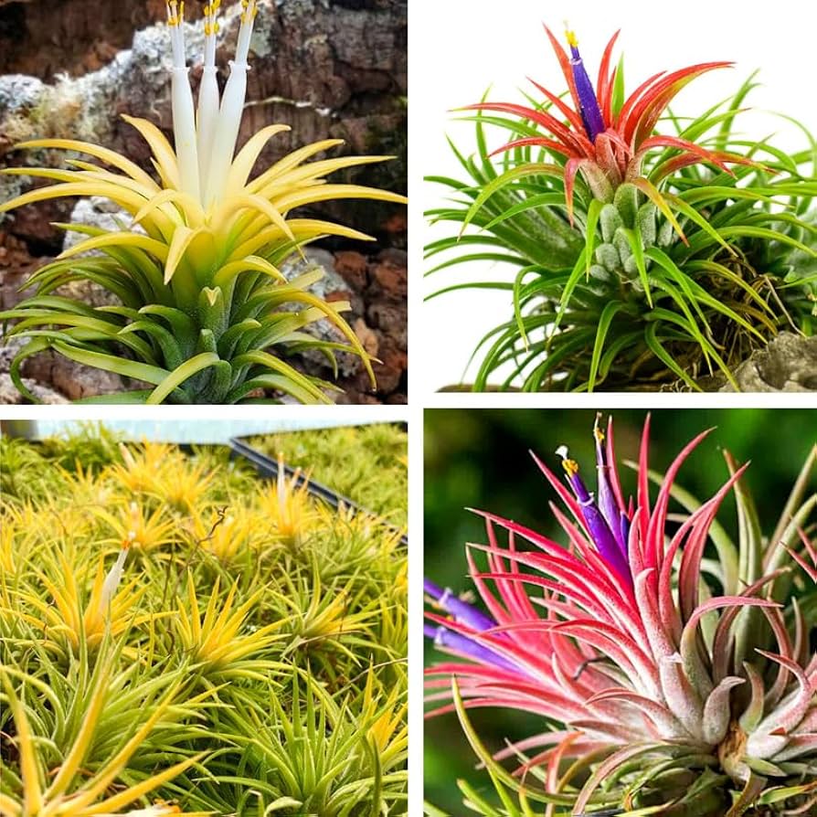 Mixed Colour Airplant Seeds for Planting 100 pcs