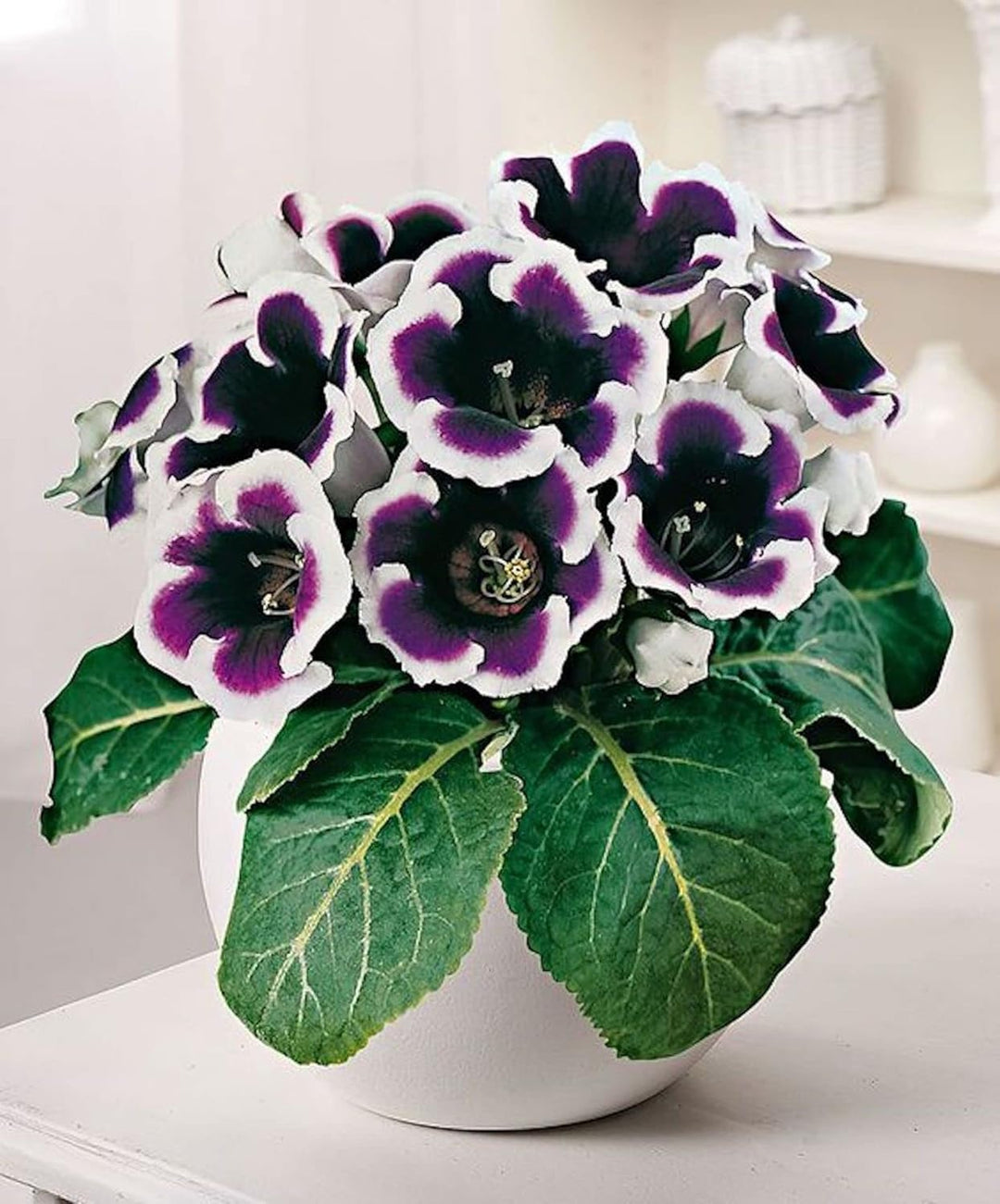 Flower Seeds, Seeds for Planting, Plant Seeds