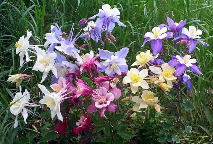 Giant Columbine Mckana Aquilegia Mix For Stunning Flower Blooms Flower Seeds for Home Garden