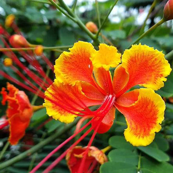 Orange Caesalpinia Flower Seeds for Planting – Heirloom, Non-GMO, High Germination Organic Garden Seeds
