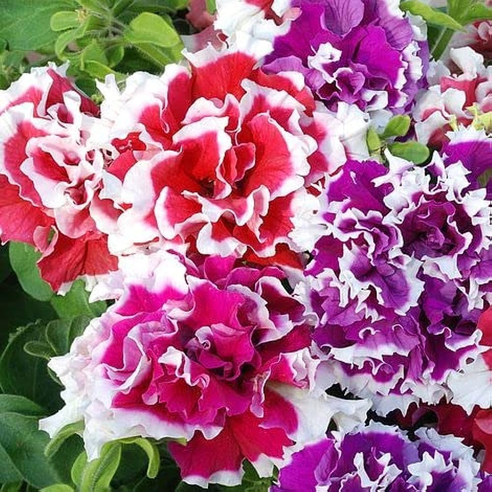 petunia petunia flower seeds