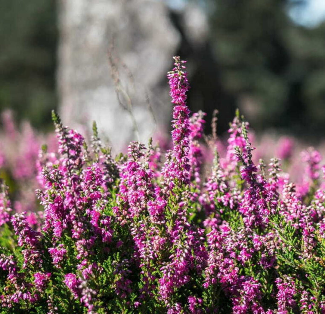 Violet Calluna Flower Seeds for Planting - 100 pcs