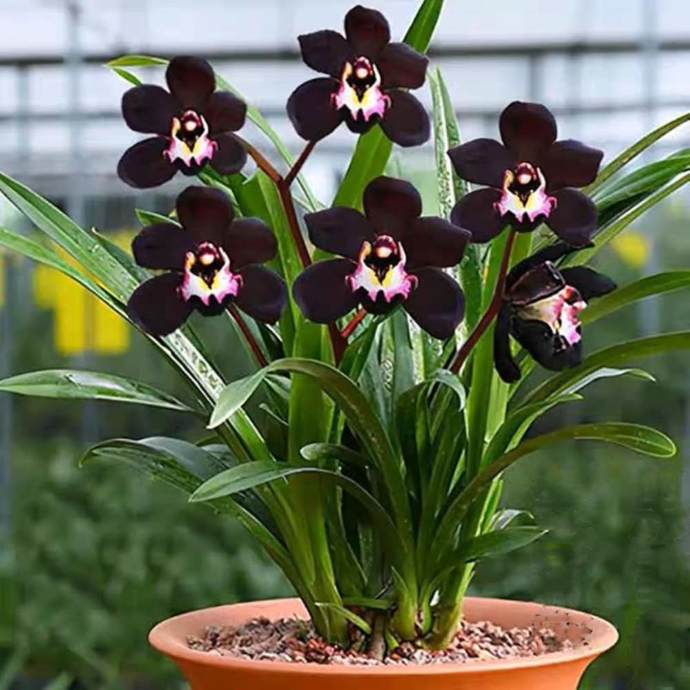 chinese cymbidium flower seeds