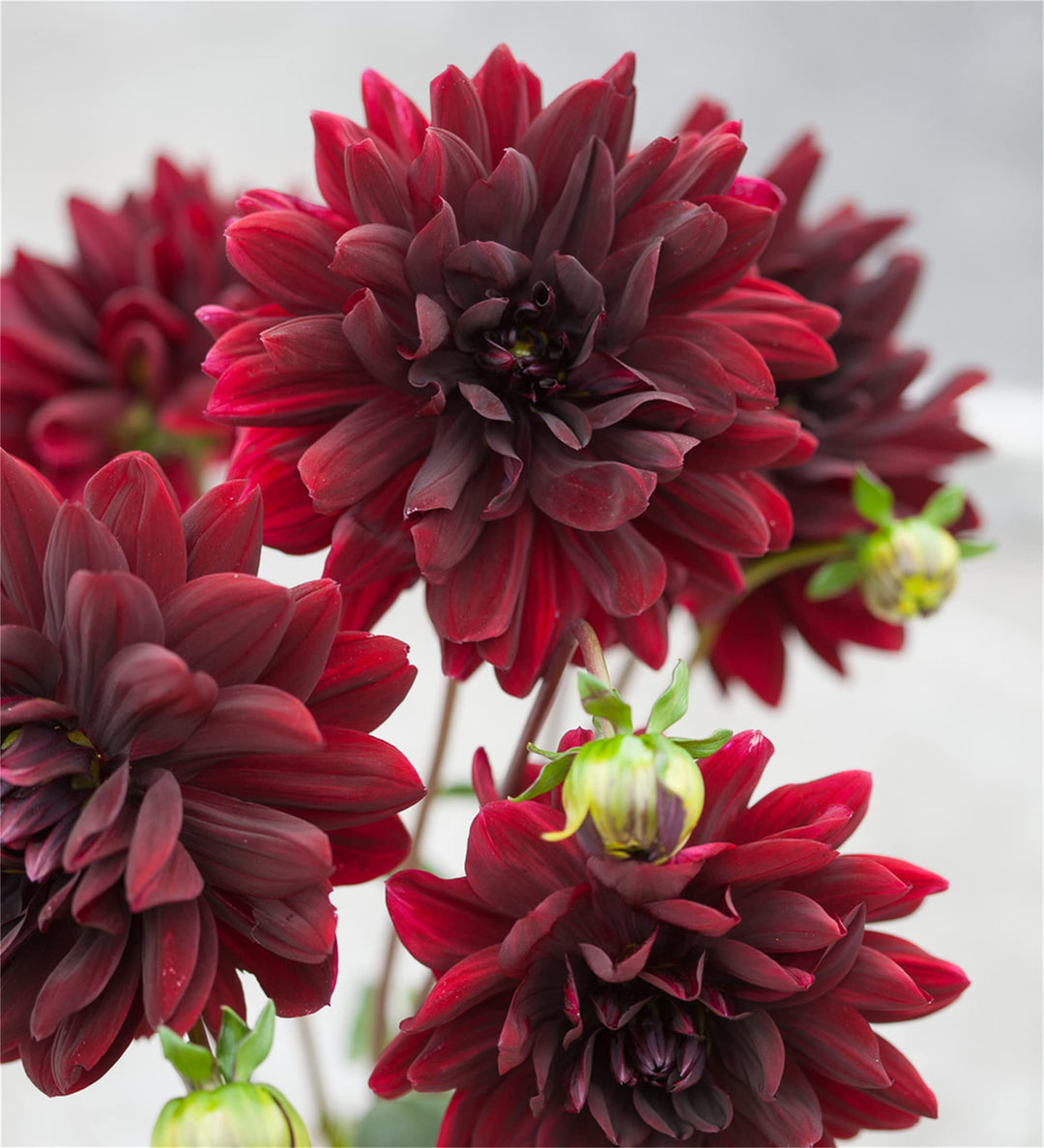 Arabian Night Dahlia Flower Seeds for Planting - 100 pcs