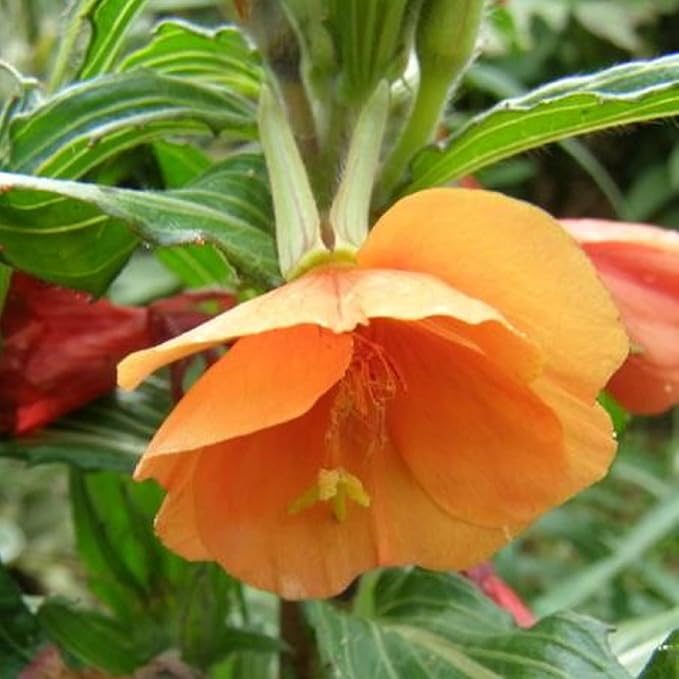 Orange Evening Primrose Seeds for Planting – Organic Heirloom Non-GMO Flower Seeds, High Germination Fragrant Blooms