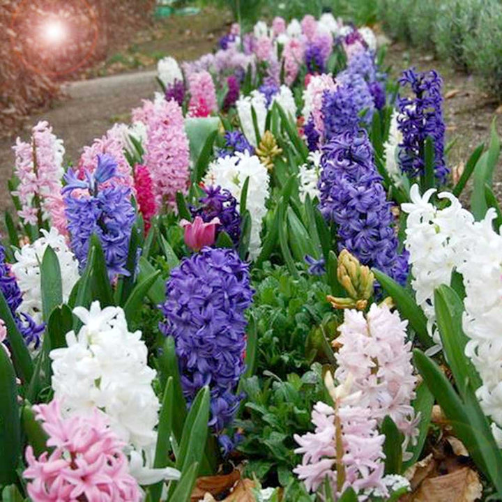 Hyacinth Purple Flower Seeds for Planting - 100 pcs