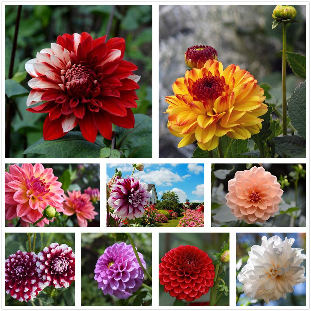 Mixed Two Color Dahlia Flower Seeds for Planting - 100 pcs