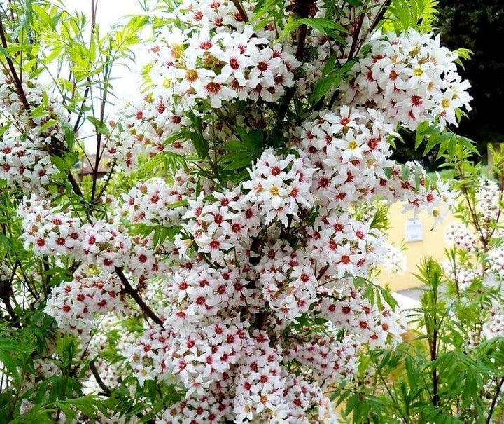 Xanthoceras Sorbifolium Flower Seeds for Planting 100 pcs