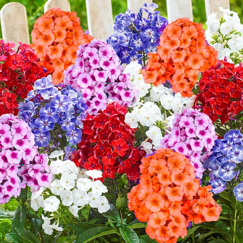 heirloom phlox flower seeds