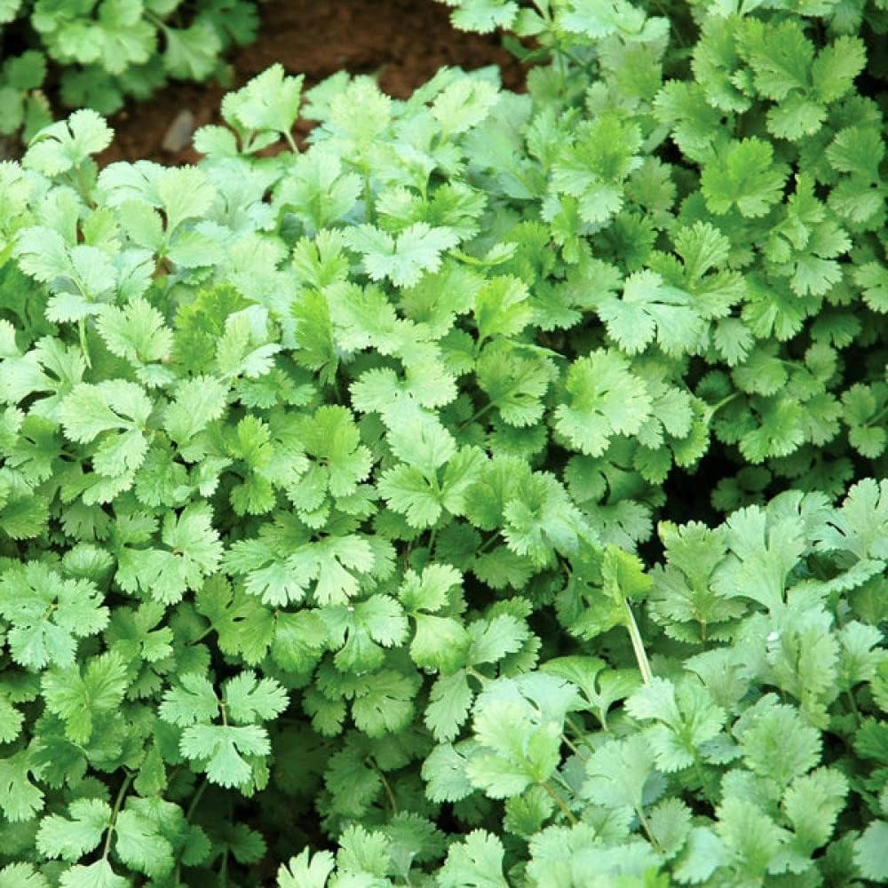 Green Coriander Vegetable Seeds for Planting