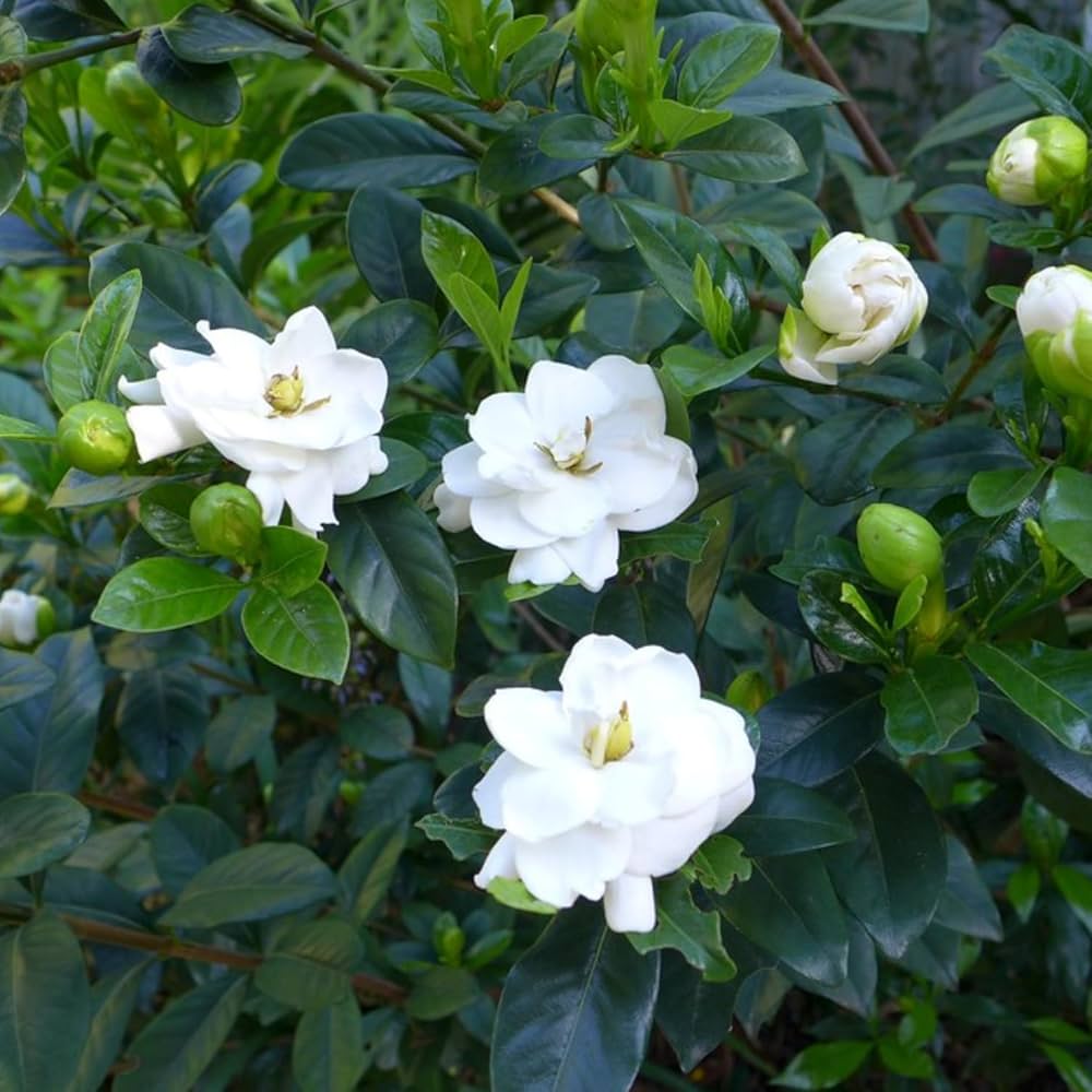 Green White Gardenia Flower Seeds for Planting – Heirloom, Non-GMO, Organic Seeds