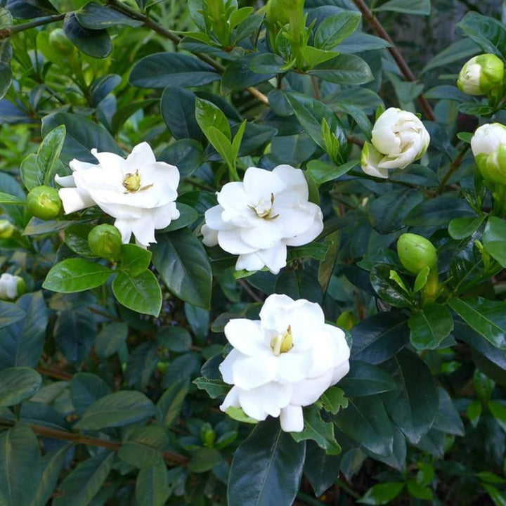 Green White Gardenia Flower Seeds for Planting – Heirloom, Non-GMO, Organic Seeds
