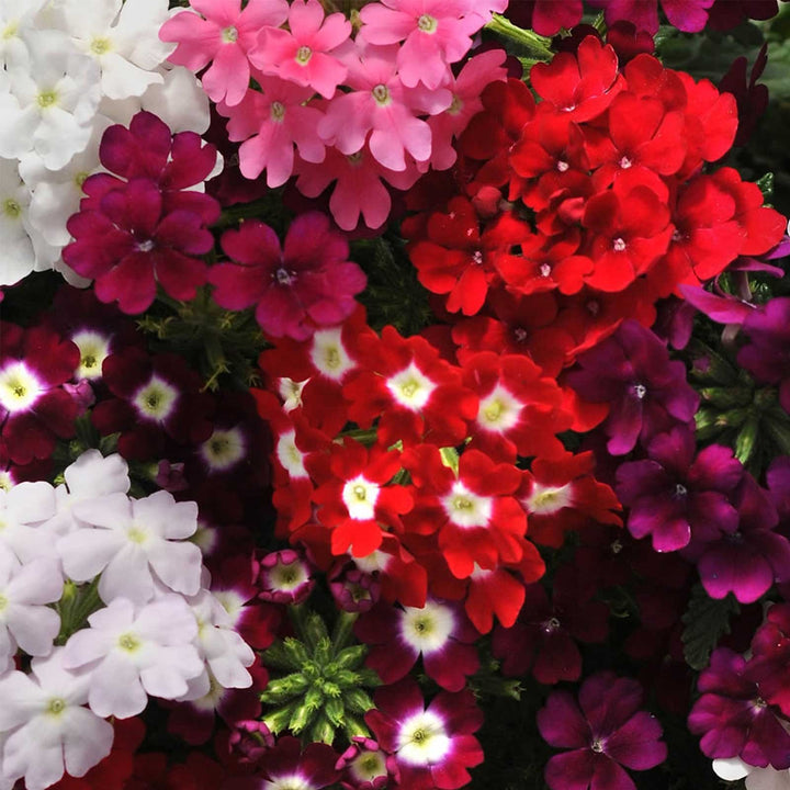 Mixed Verbena Flower Seeds for Planting - 100 pcs