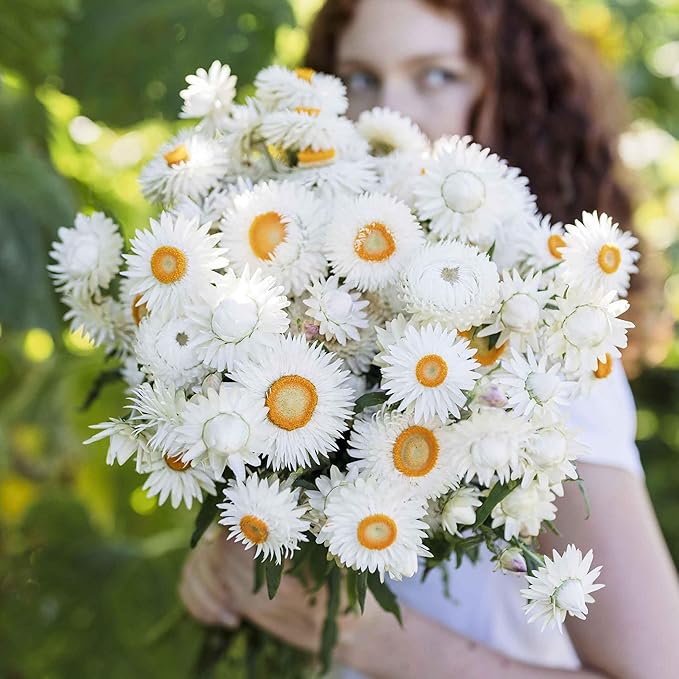 white strawflower flower seeds