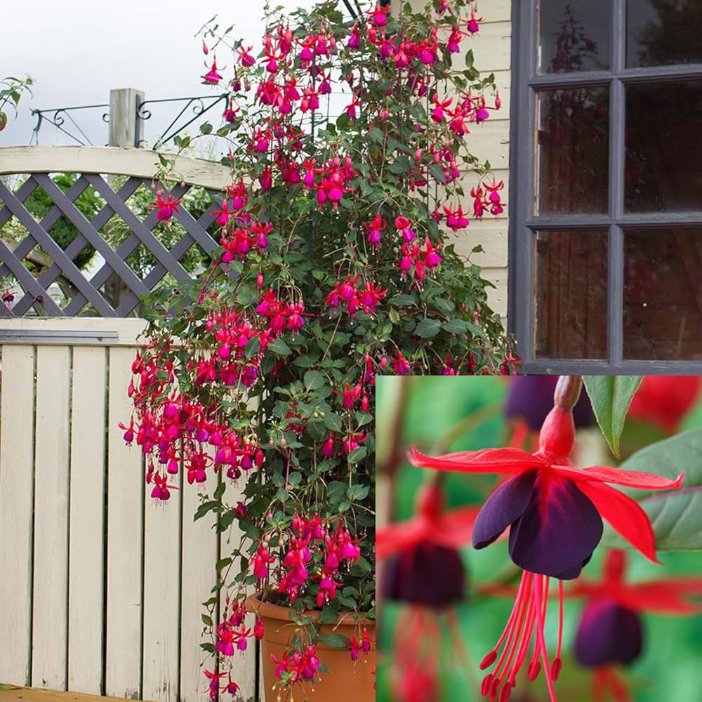 japanese fuchsia flower seeds