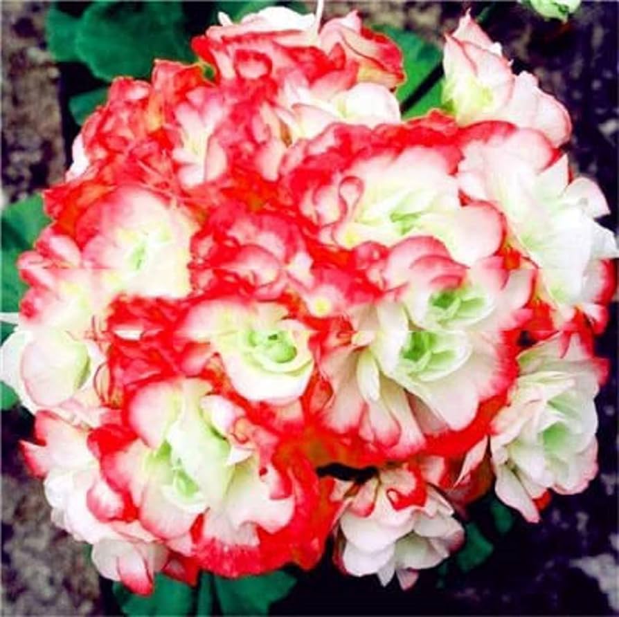 White Pink Geranium Flower Seeds for Planting 100 pcs