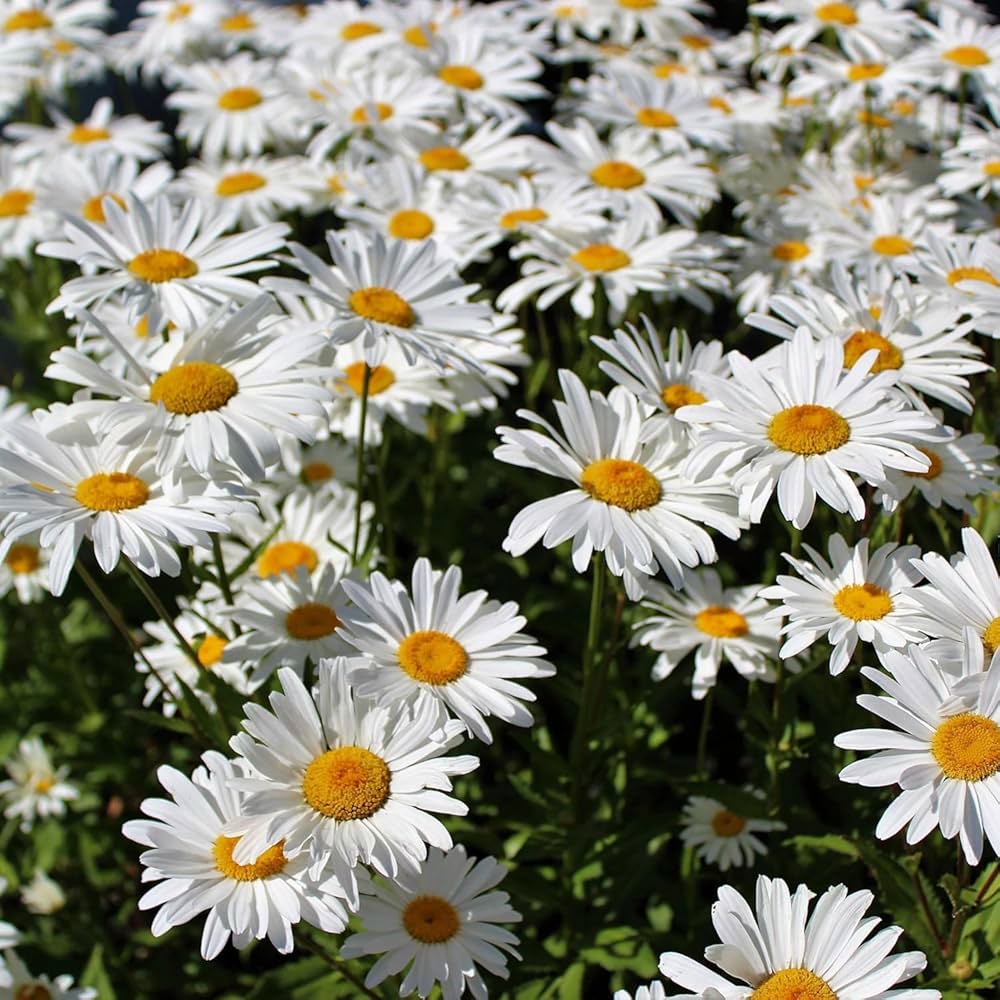 leucanthemum shasta flower seeds