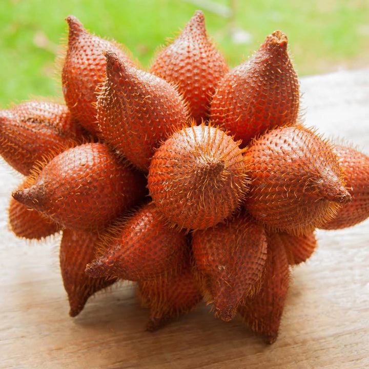 Salak Fruit Seeds for Planrting- Exotic Snake Fruit Seeds for Gardeners  100 pcs