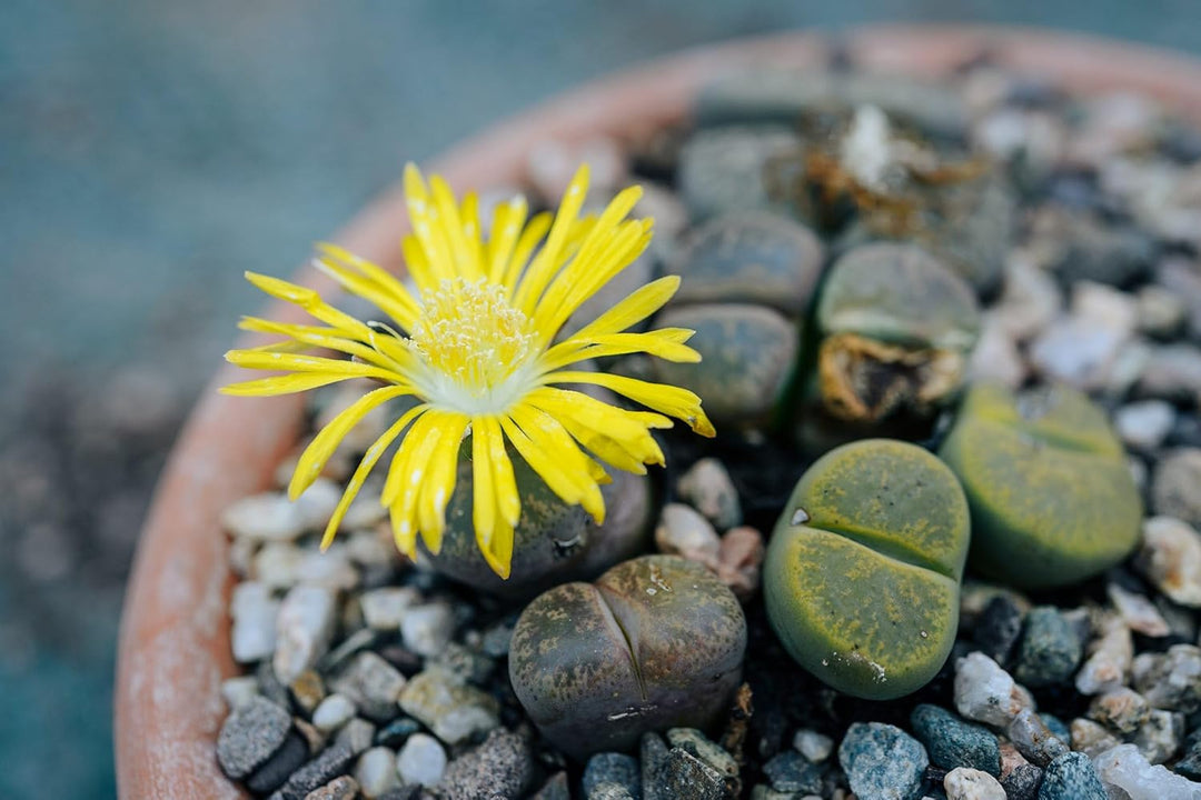 living stone flower seeds