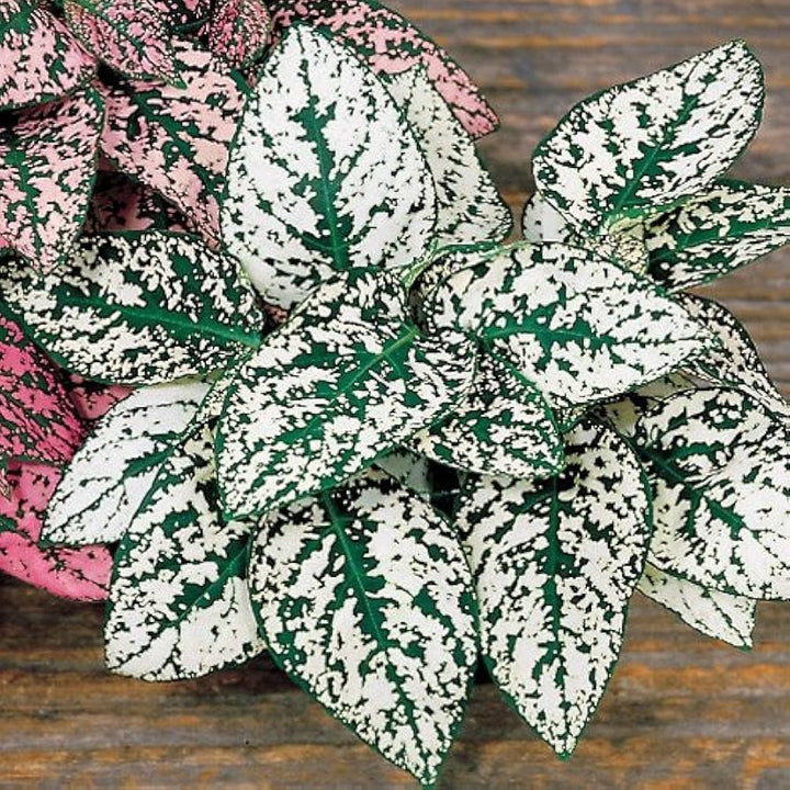 White Green Hypoestes Polka Plant Seeds for Planting - 100 pcs