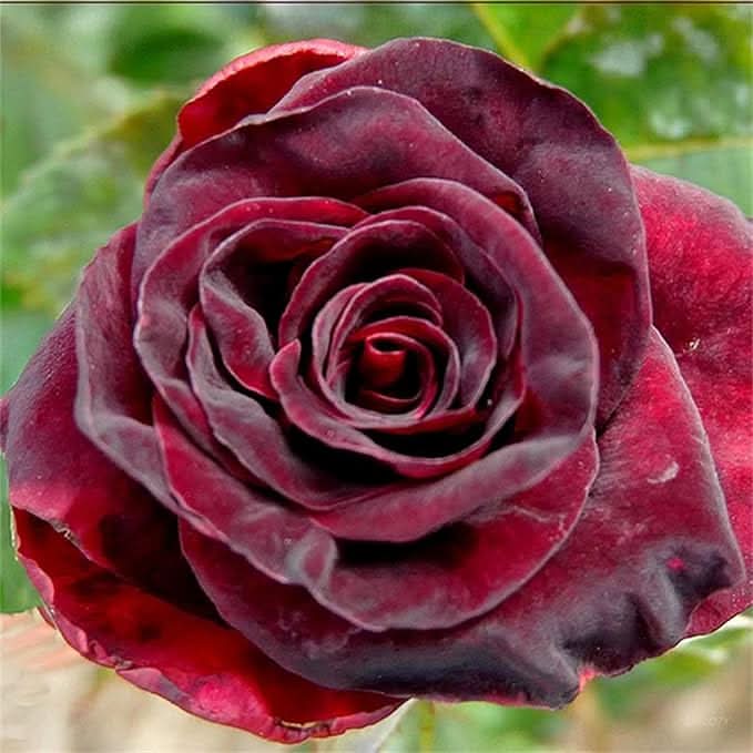 chocolate rose flower seeds