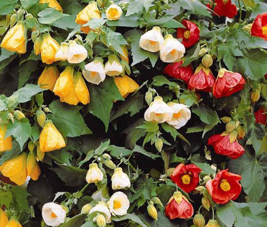 heirloom bellvue flower seeds