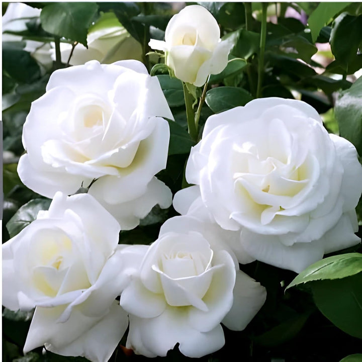 Hvide dobbeltblade engelske rosenblomsterfrø til plantning - 100 stk