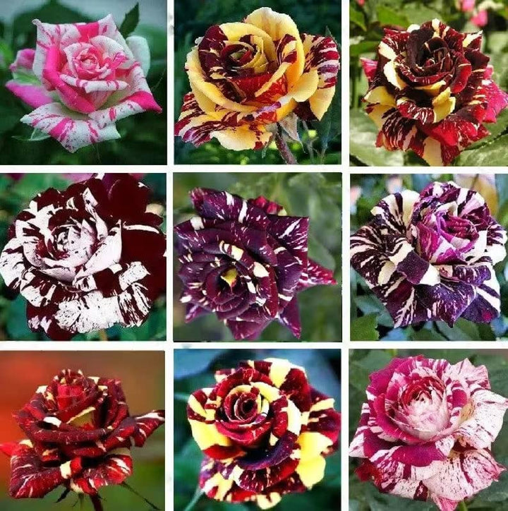 White Multi-Color Rose Flower Seeds for Planting - 100 pcs